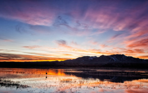 Bosque Del Apache 2021